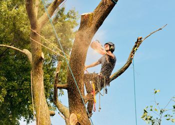 A man is cutting down a tree with a chainsaw.