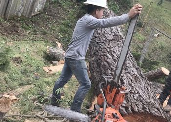 A man is cutting a tree with a chainsaw.