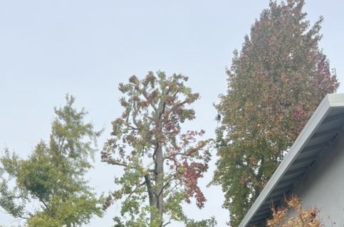 A house with a roof and trees in front of it.