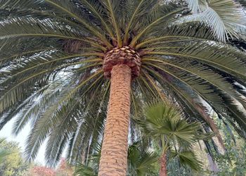 A palm tree with lots of leaves and fruit on it.