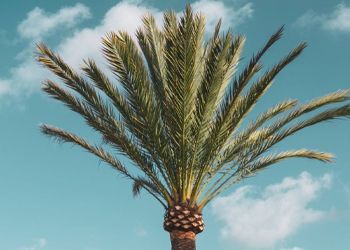 A palm tree against a blue sky with clouds.