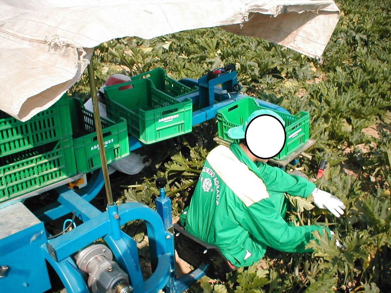 In un campo agricolo soleggiato, una persona con indosso abiti da lavoro verdi raccoglie prodotti agricoli e li sistema in cassette su un carretto blu.