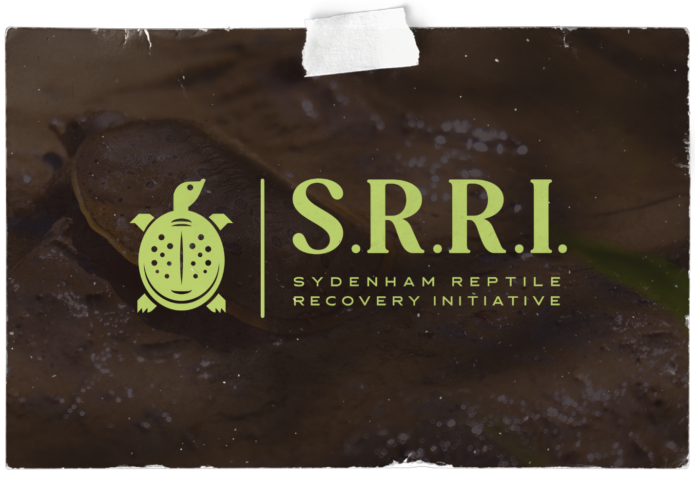 Logo for the Sydenham Reptile Recovery Initiative (S.R.R.I.) with a turtle icon over a water background.