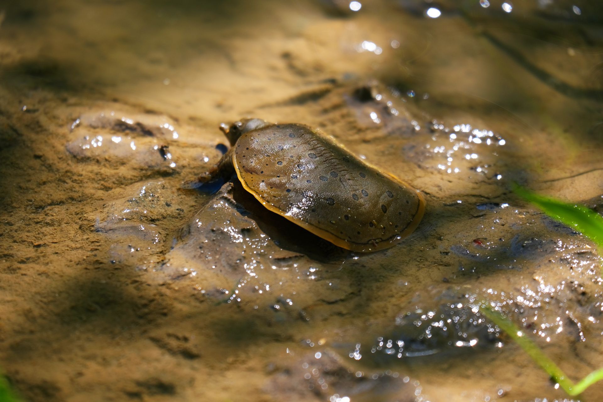 An eastern spiny softshell turtle in wet, muddy ground with sunlight reflecting on the surface.