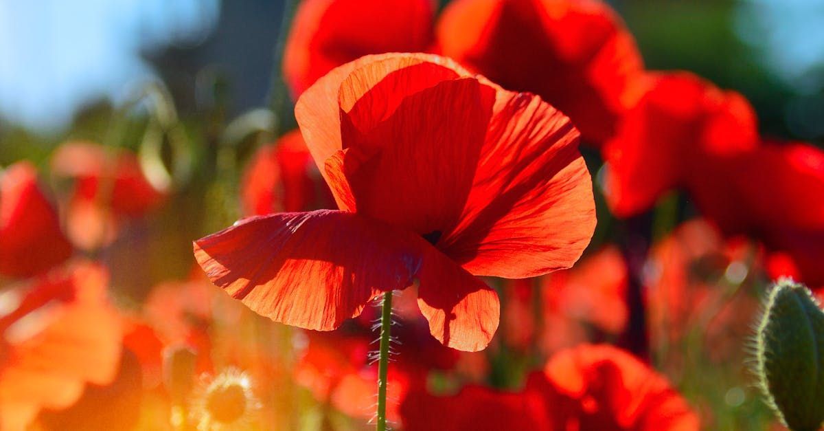 A field of red poppies with the sun shining through them