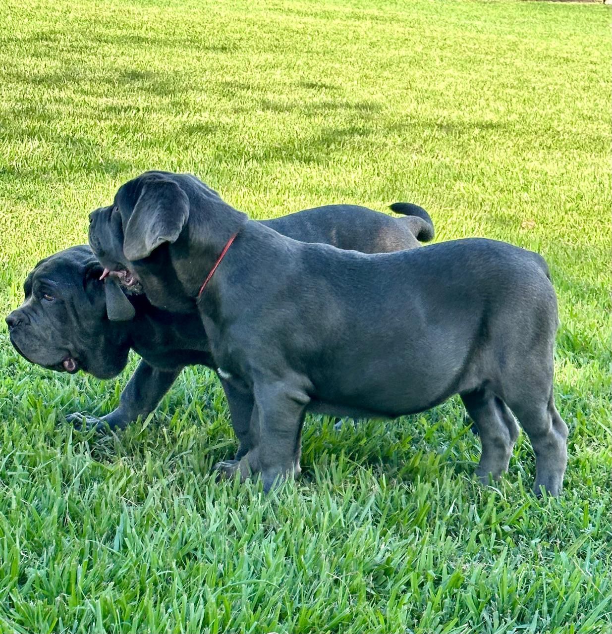 cachorros mastin napolitano