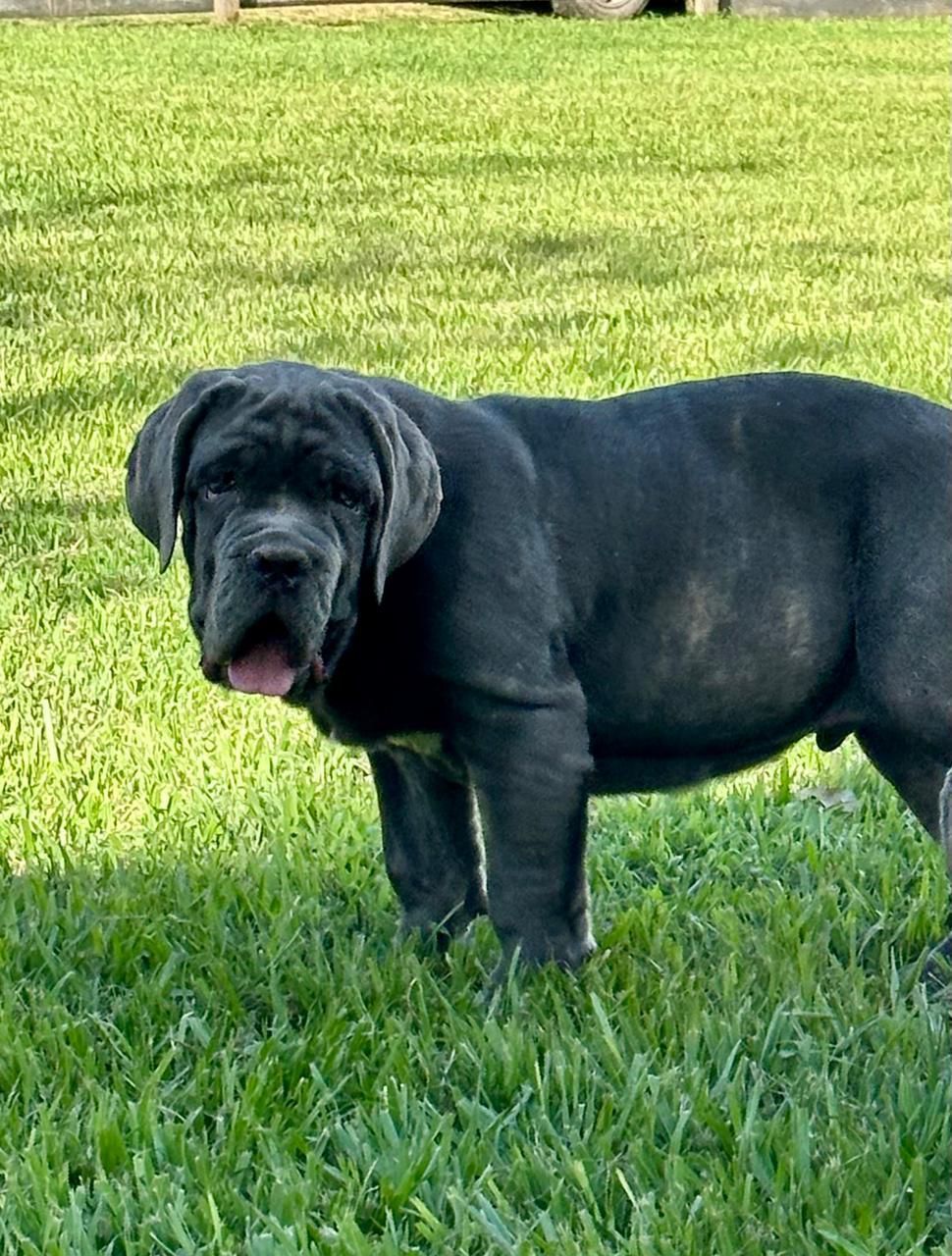 cachorros mastin napolitano