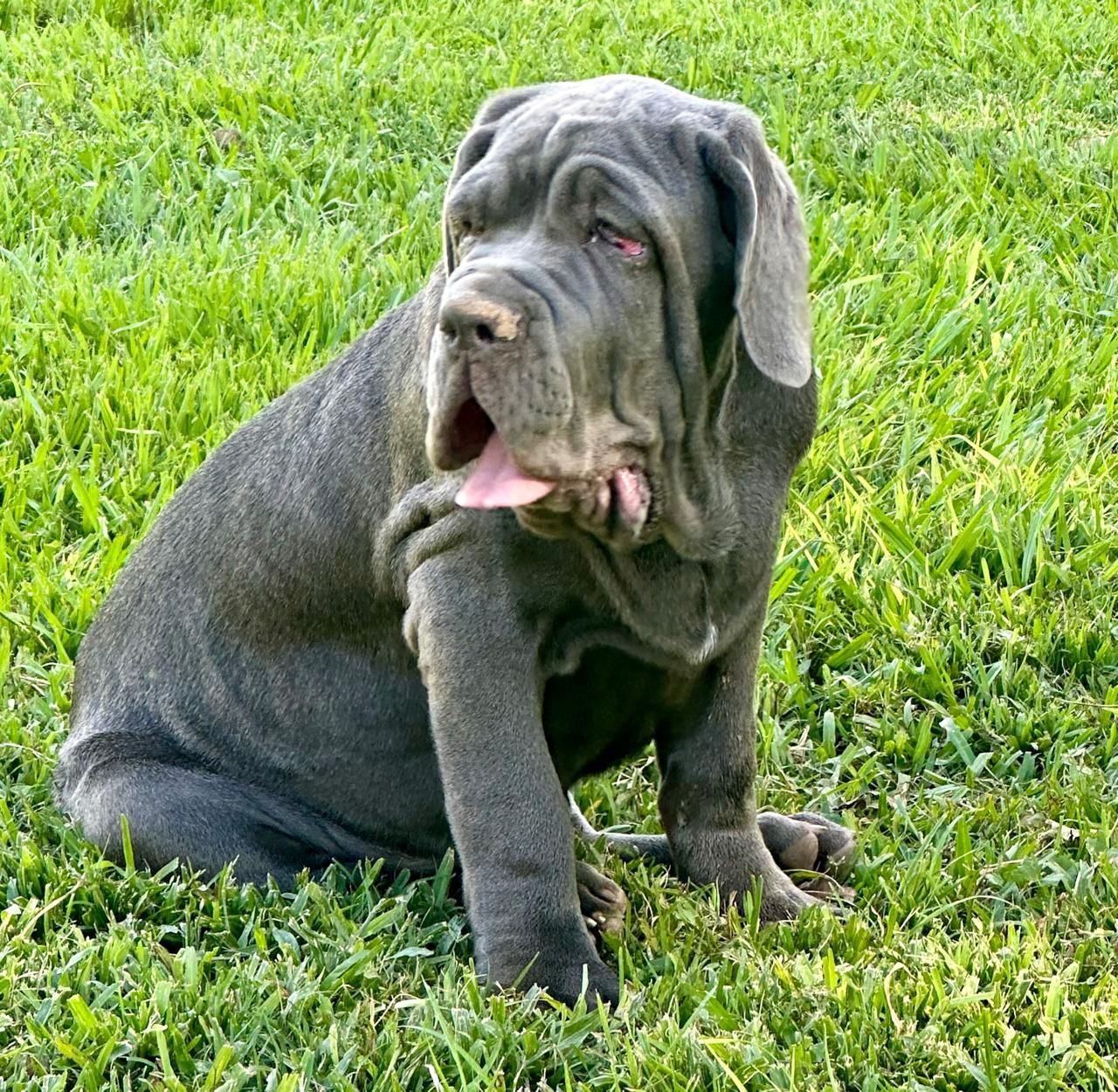 cachorros mastin napolitano