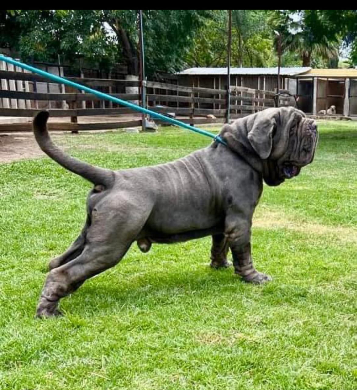 cachorros mastin napolitano