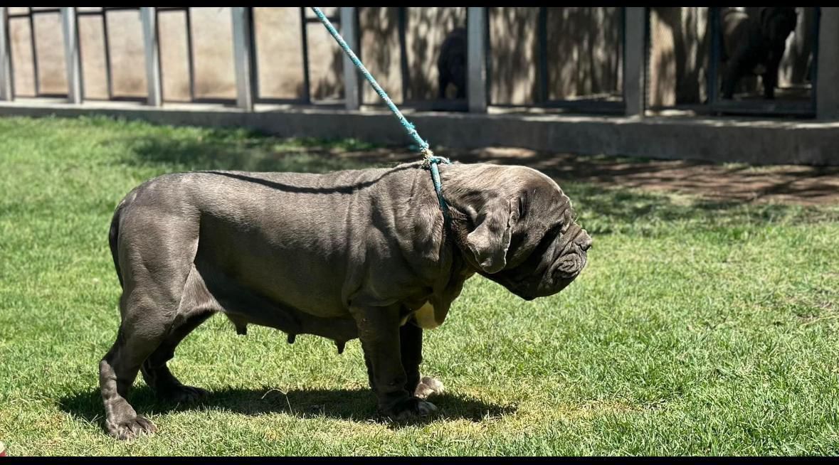 cachorros mastin napolitano
