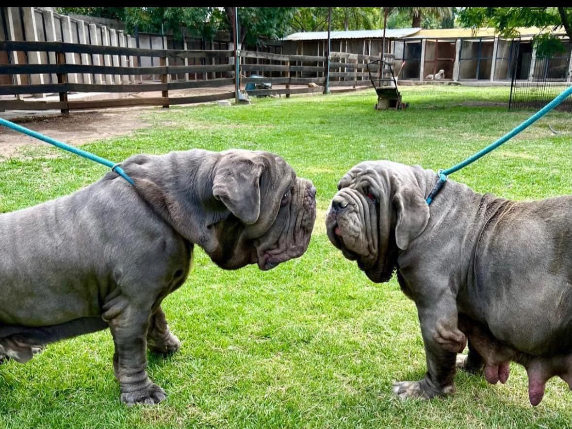 cachorros mastin napolitano