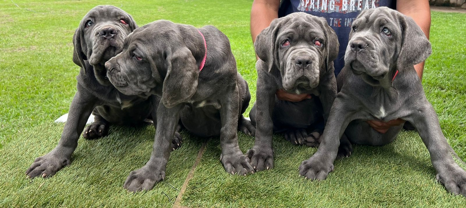cachorros mastin napolitano