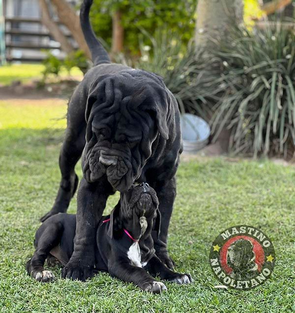 cachorros mastin napolitano en Tulsa