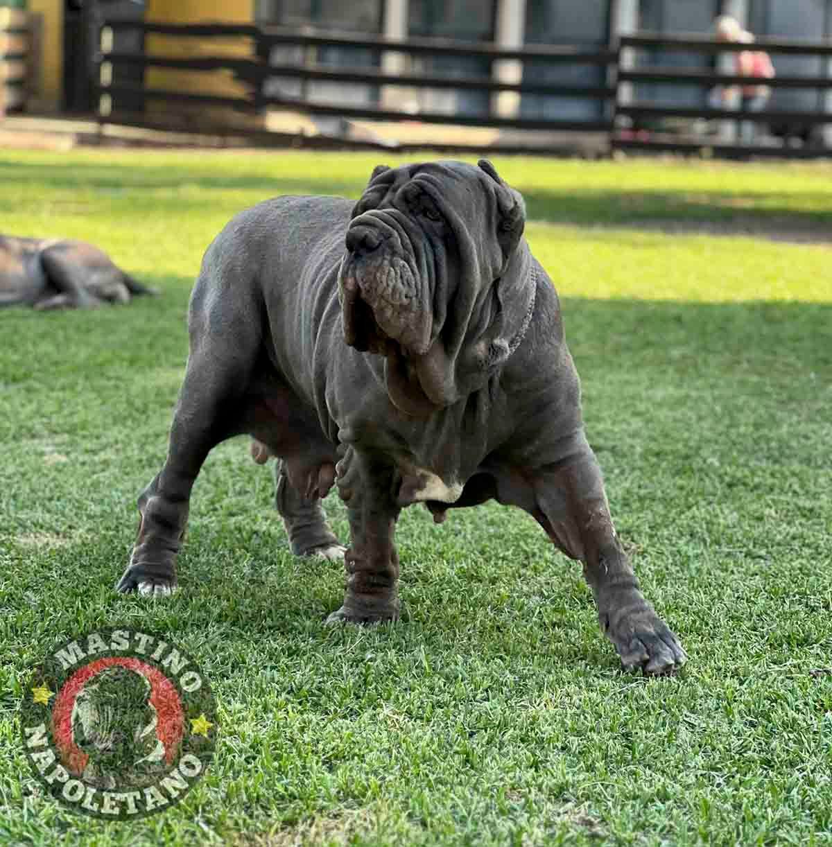mastin napolitano en venta