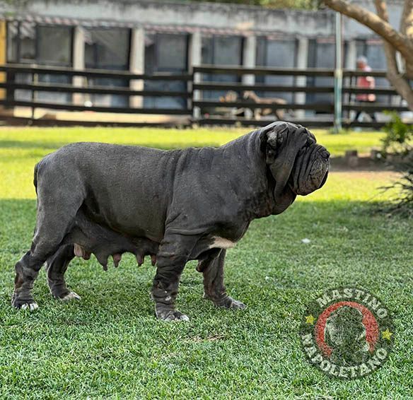 mastin napolitano en venta