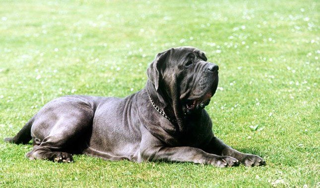 mastin napolitano en venta