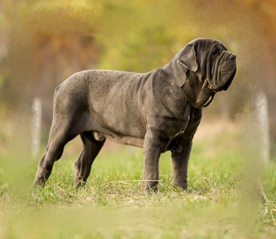 mastin napolitano en venta