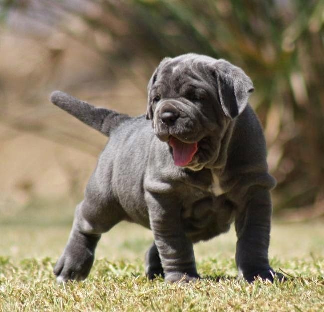 Venta de perros mastin napolitano