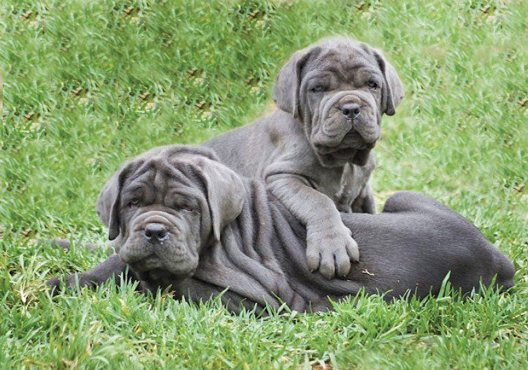 cachorros mastin napolitano en venta