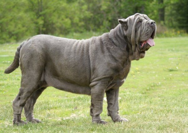 Venta de perros mastin napolitano