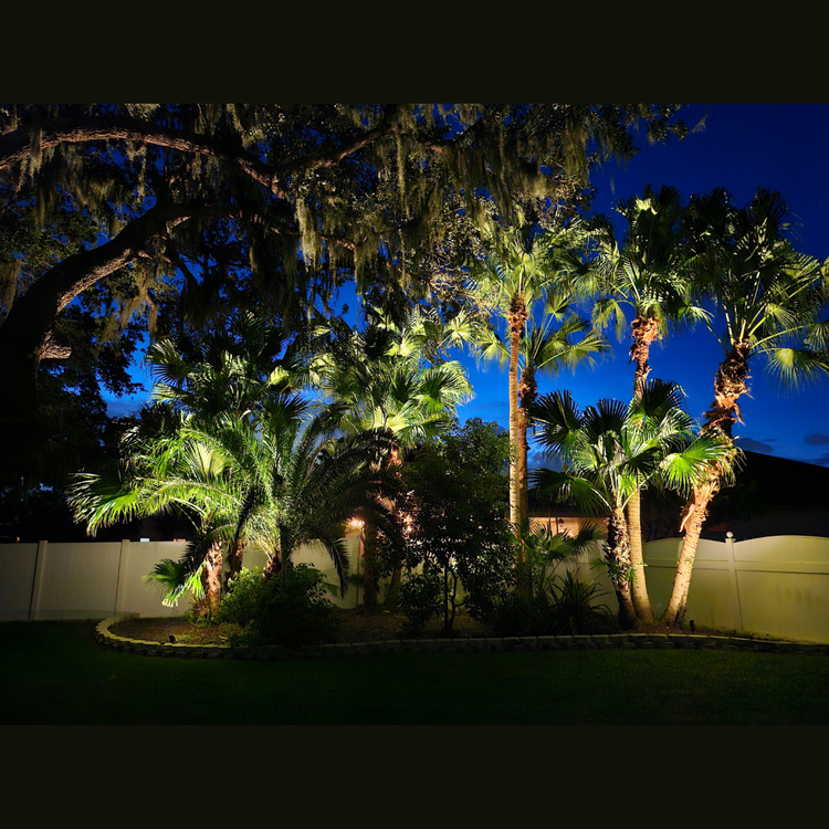 A group of palm trees are lit up at night