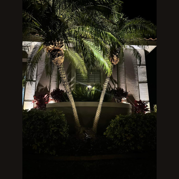 Two palm trees are lit up in front of a house at night.