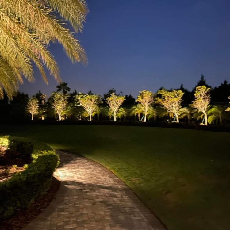 A path in a park with trees lit up at night
