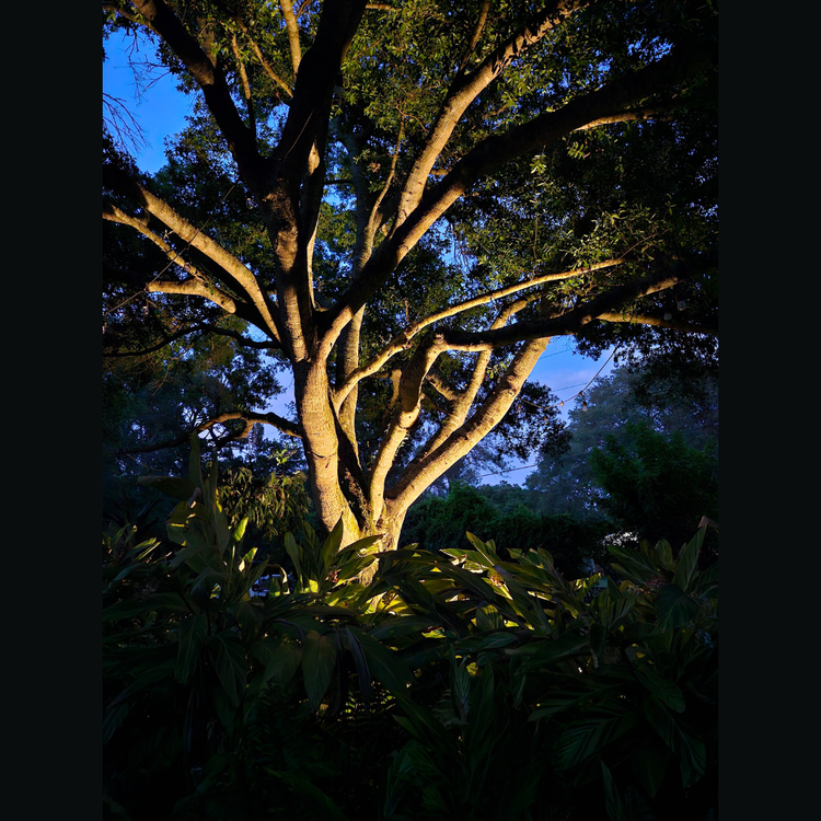 A tree with lots of branches is lit up at night