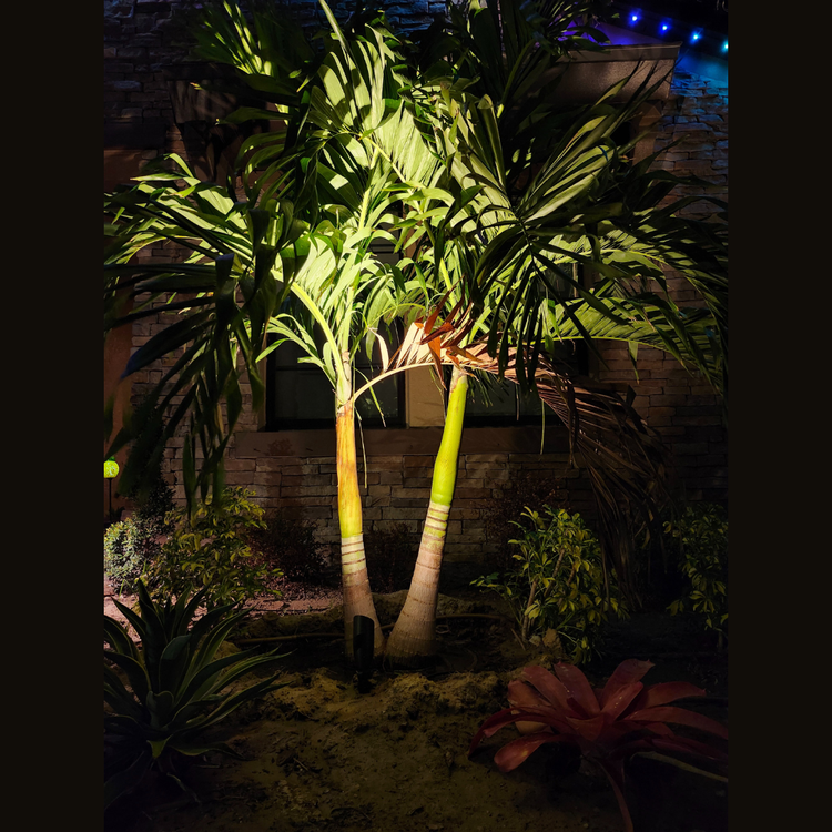 A palm tree is lit up at night in front of a building
