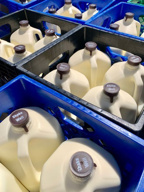 Elmfield Farm Dairies logo: cartoon cow in blue milk apron holding smiling milk bottle and glass