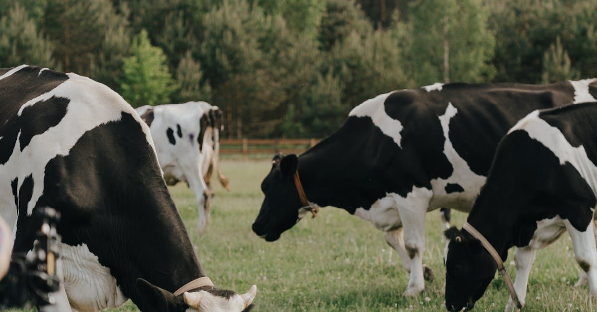 Black and white cows grazing peacefully on a grass field surrounded by trees on a quiet dairy farm.
