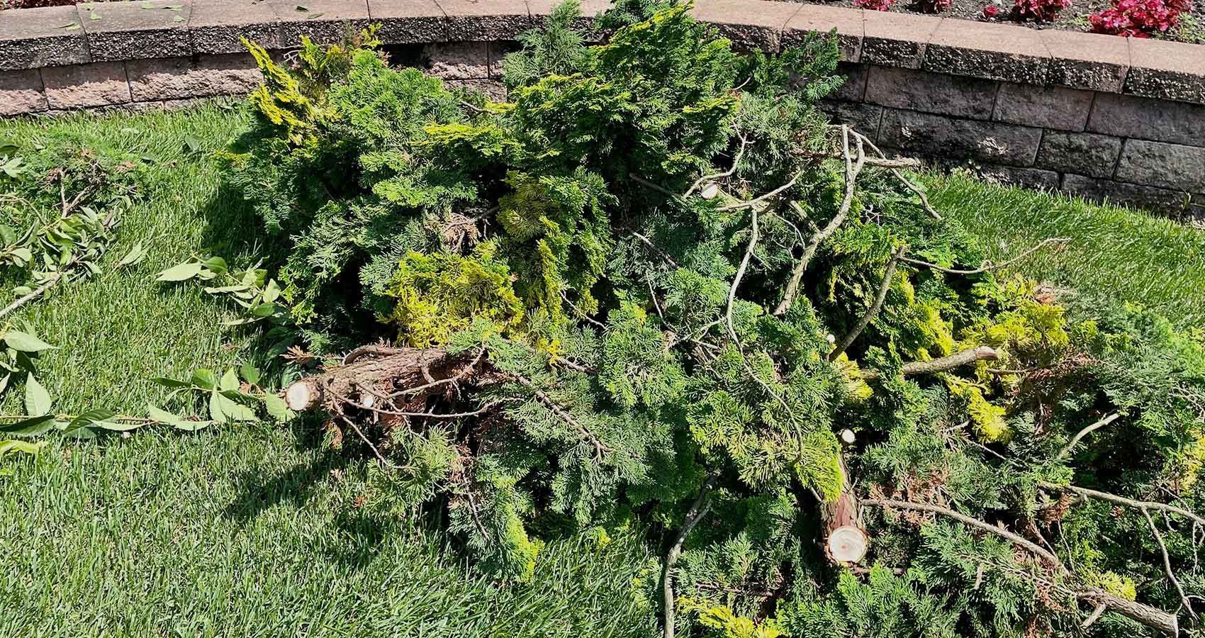 A pile of branches and leaves laying on top of a lush green lawn.