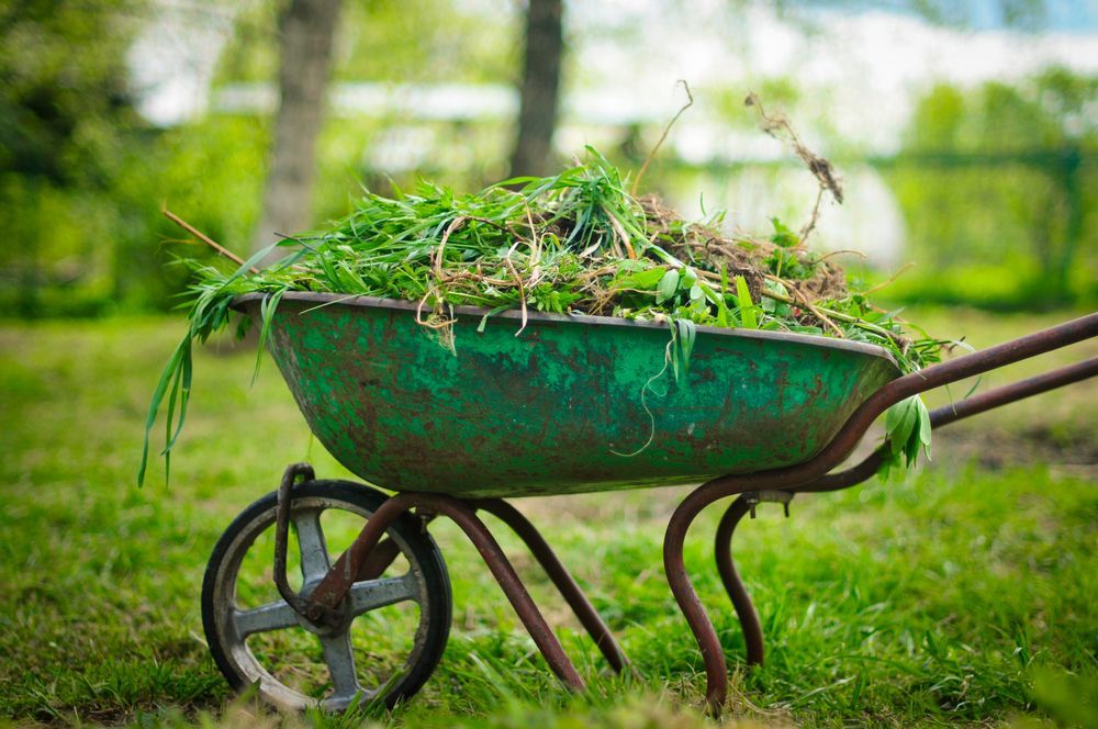 A green wheelbarrow filled with grass is sitting in the grass.