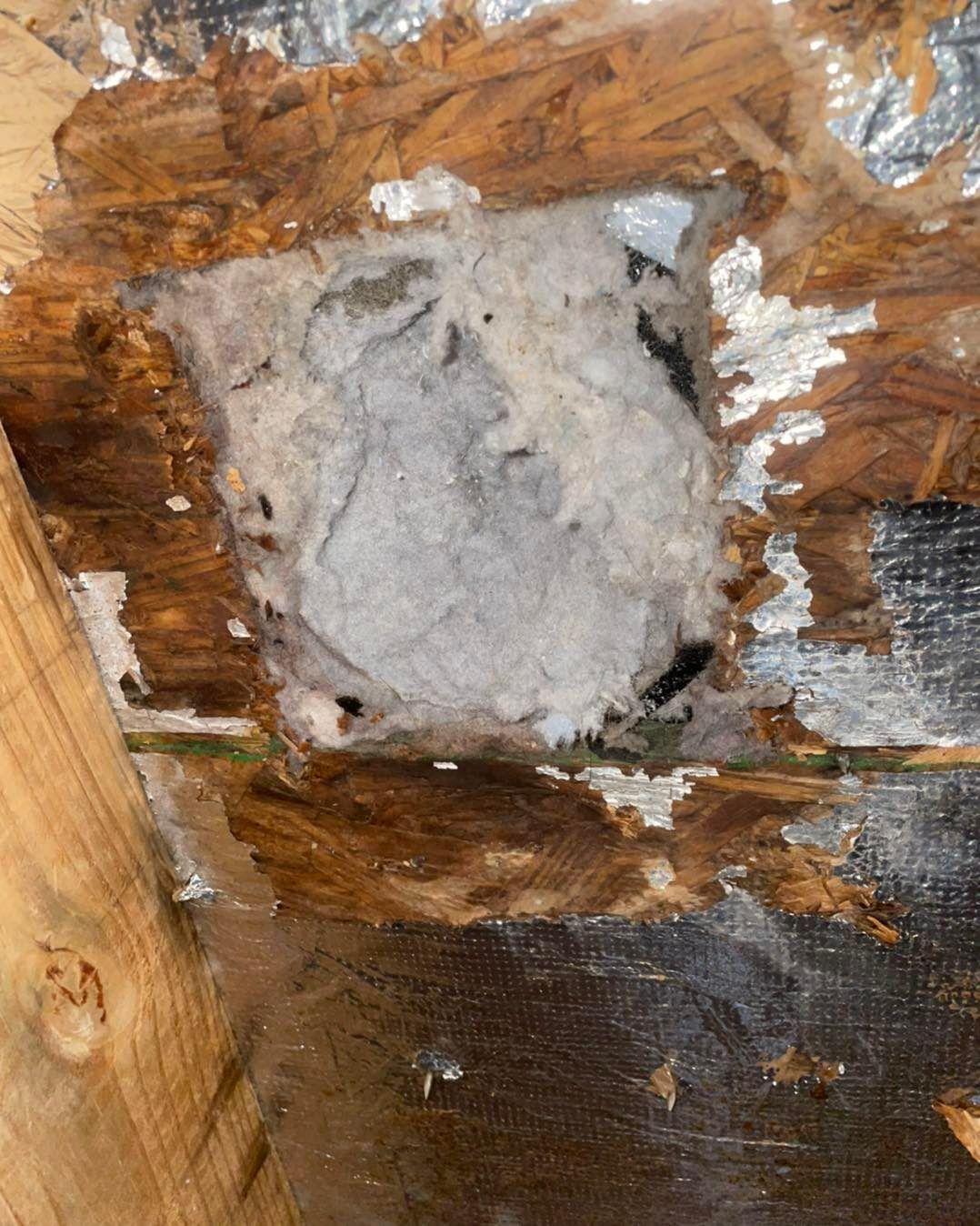 Hole in roof showing gray insulation and exposed wood with water damage, underneath reflective sheathing.