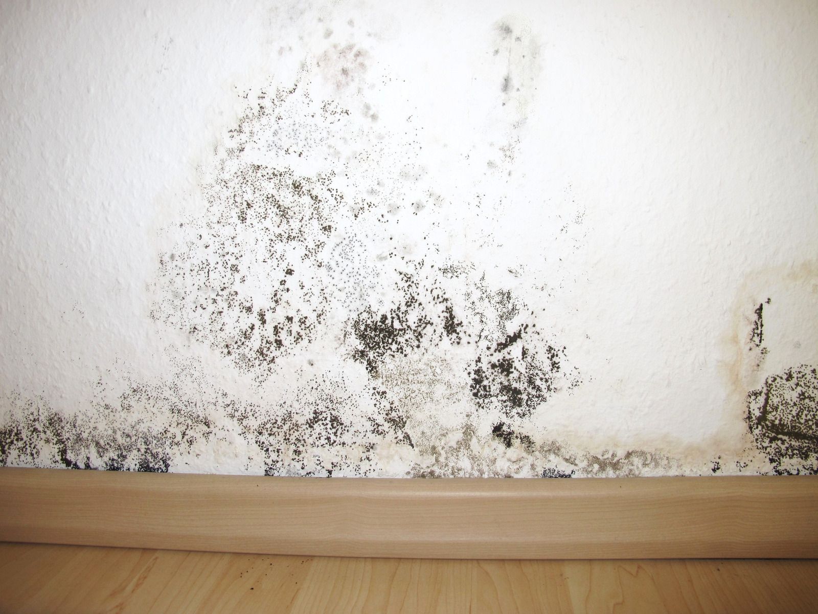 Mold growth on white wall above a wooden baseboard.