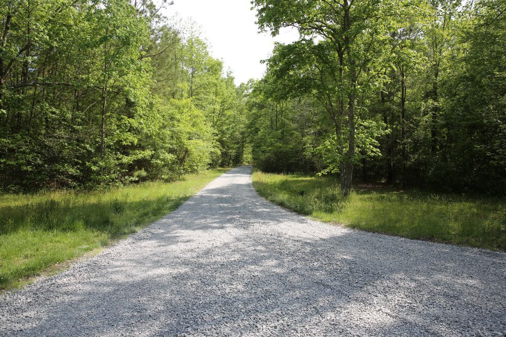 A light-colored gravel road leads through a lush, green forest on a sunny day.
