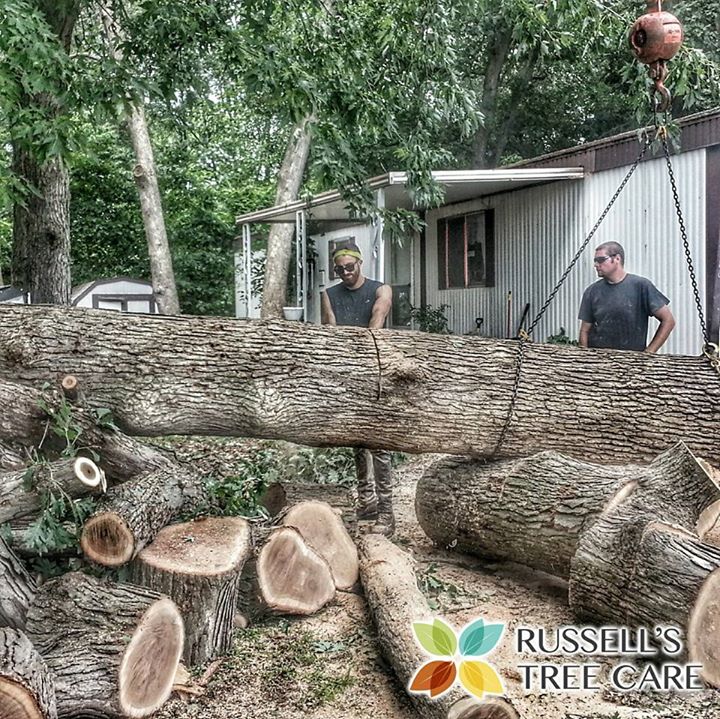 Gallery Northwest Indiana Russells Tree Care 