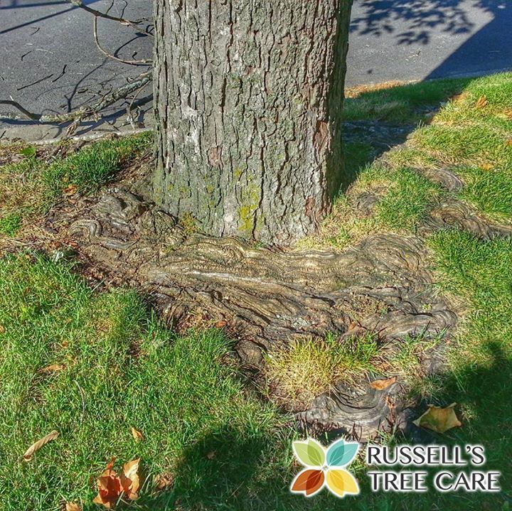 Gallery Northwest Indiana Russells Tree Care 