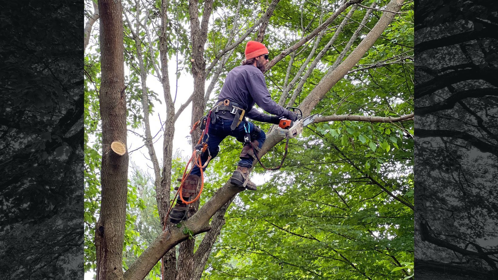 Tree Services Russells Tree Care Northwest Indiana 