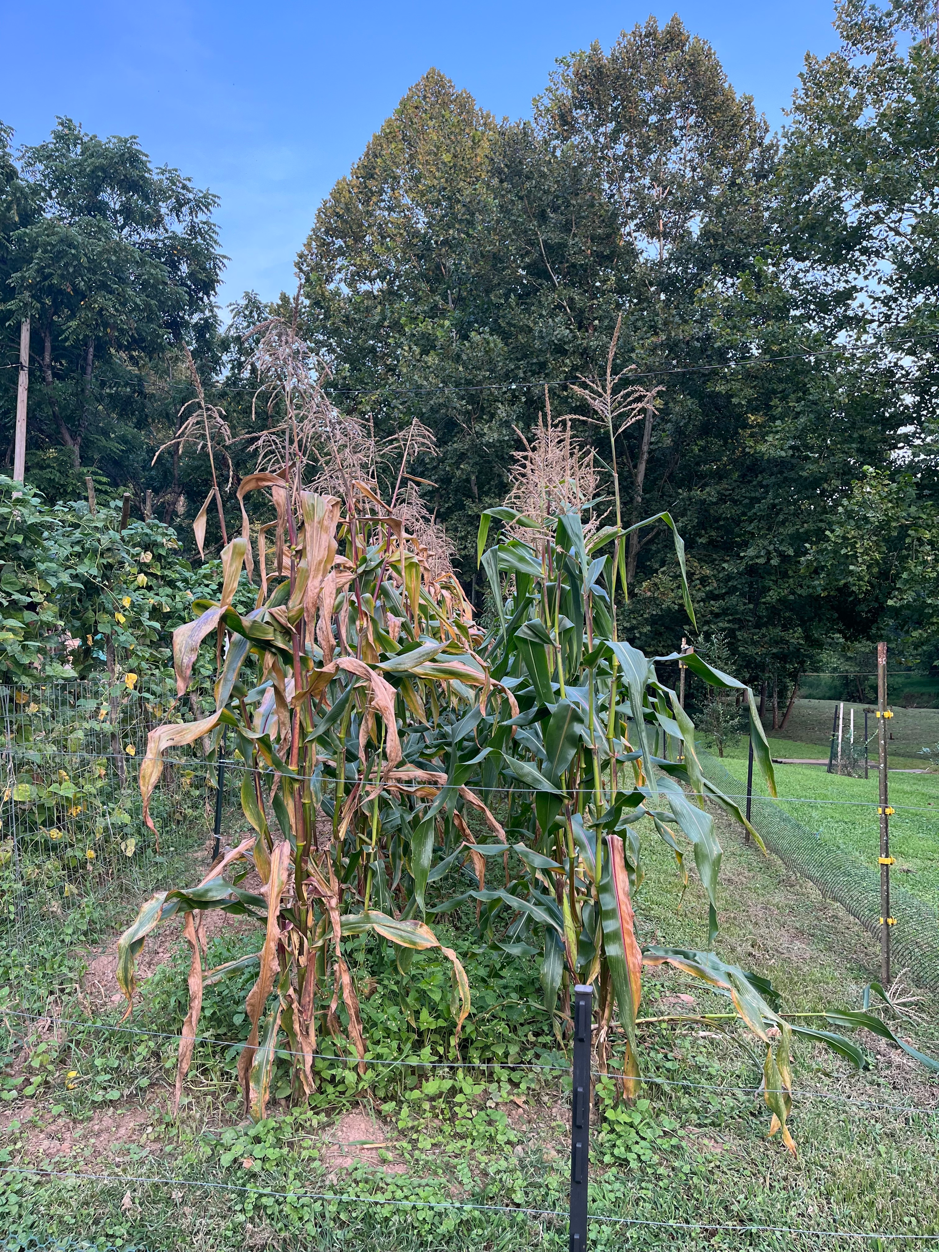 A bunch of corn plants are growing in a field with trees in the background.