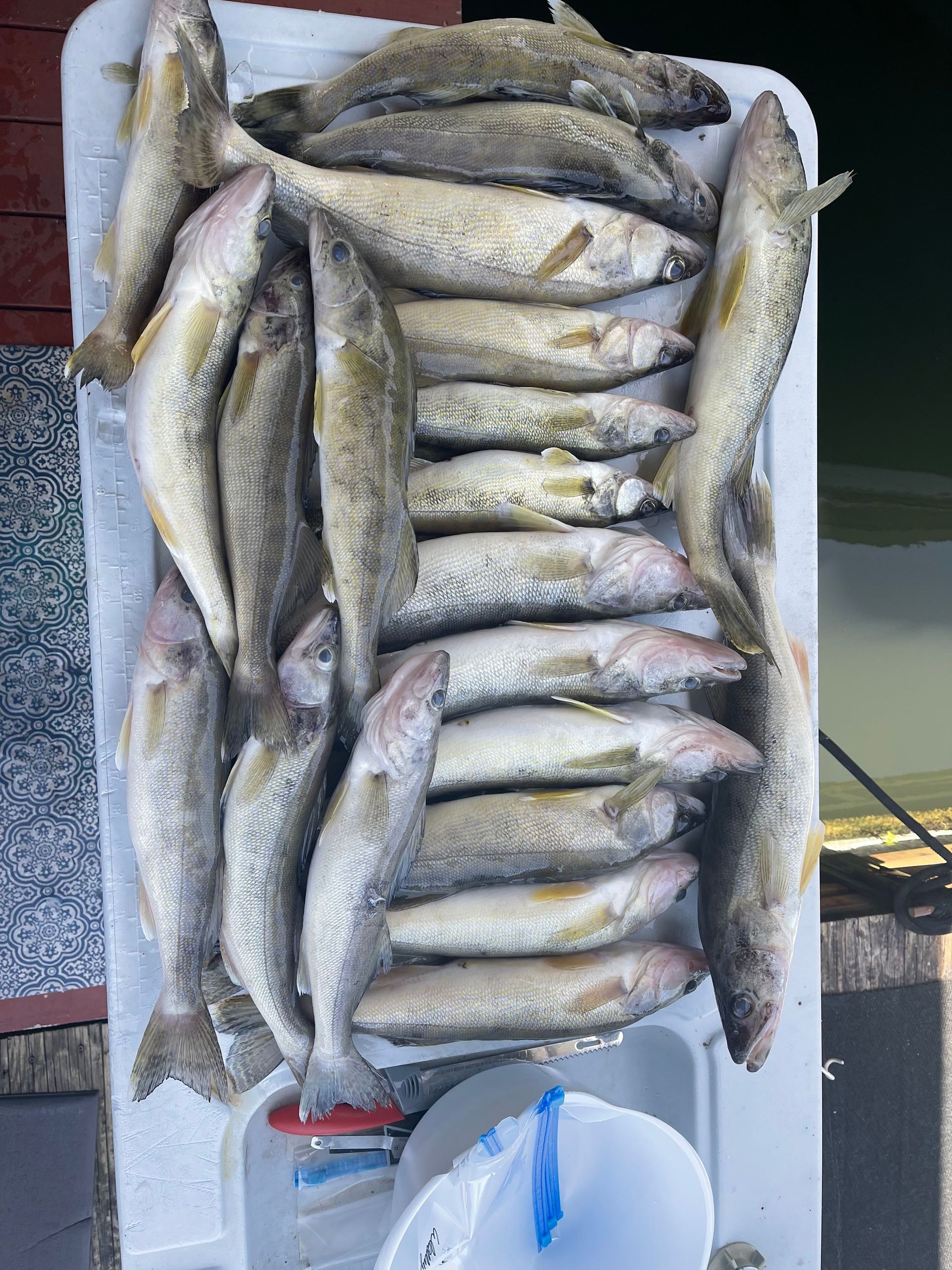 A bunch of fish are stacked on top of each other on a cooler.