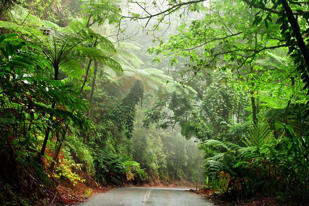 A River Surrounded By Trees And Rocks In A Lush Green Forest — FNQ Freight & Logistics In Innisfail, QLD