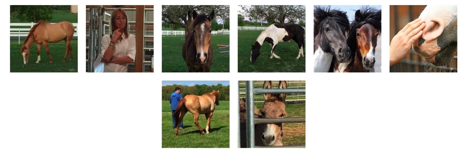 Horses in a Farm — Rogersville, MO — Z26 Coaching