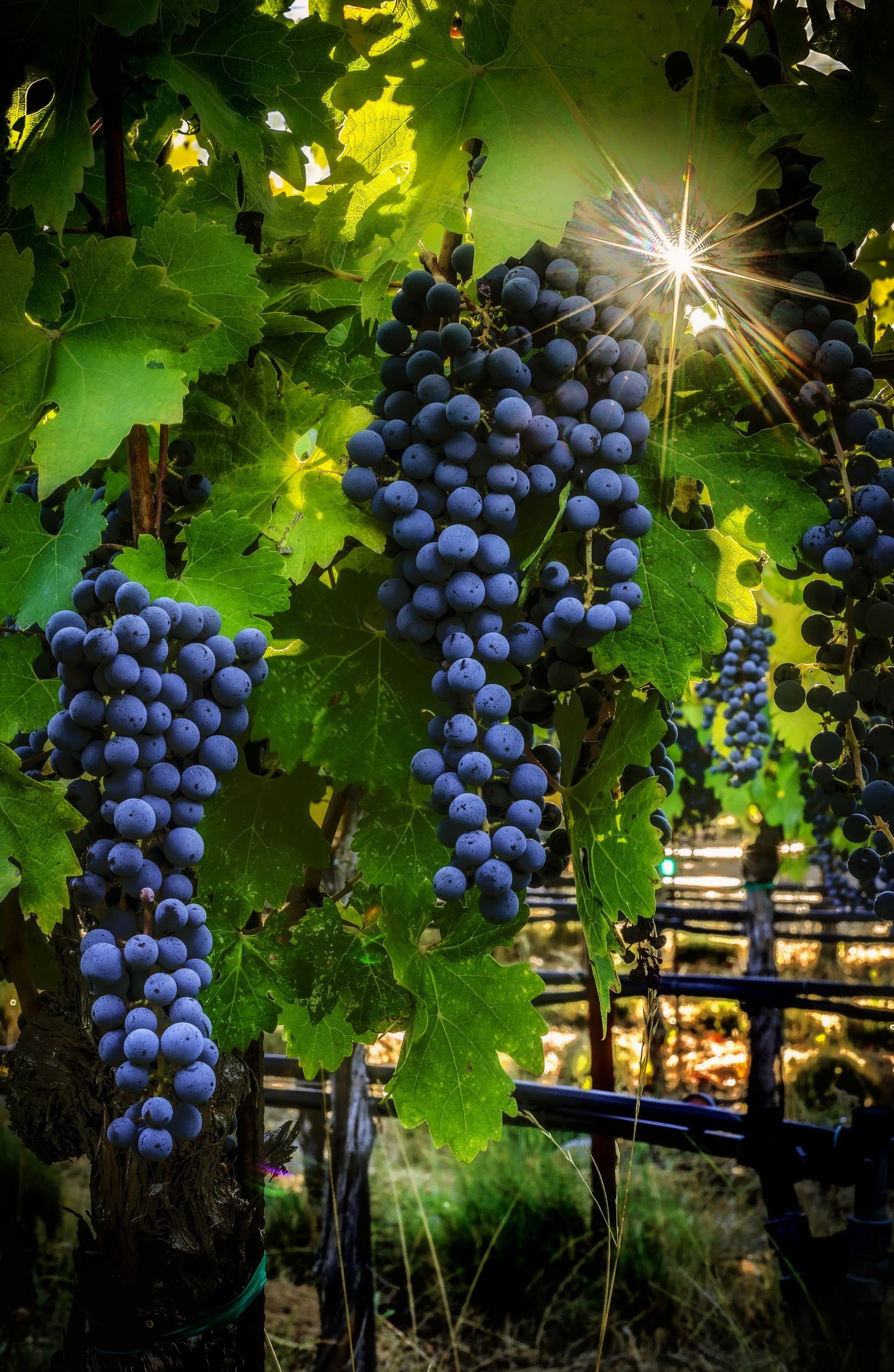 Clusters of ripe purple grapes hang from vines in a sunlit vineyard.