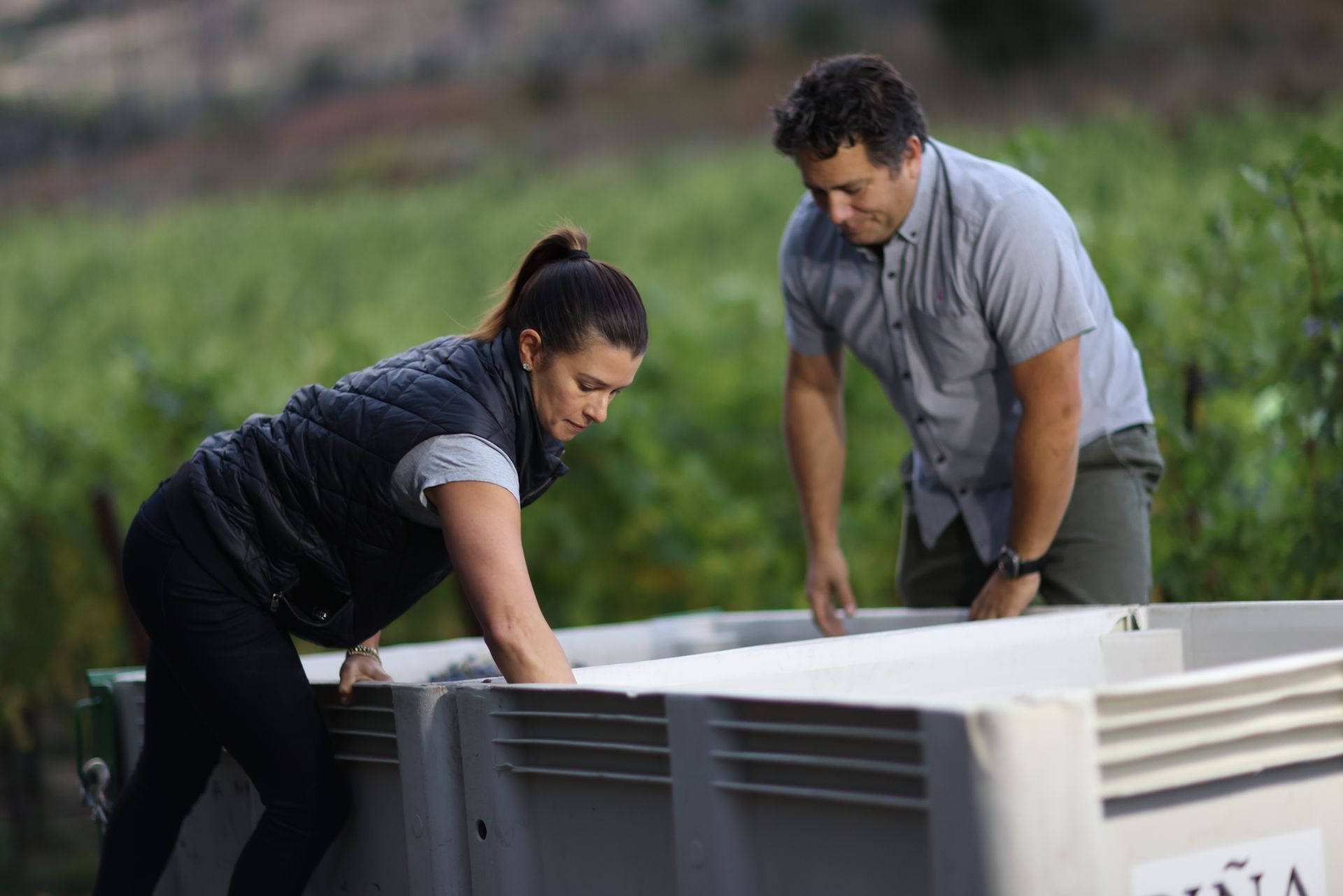 Two people loading a large bin with harvested grapes in a vineyard.