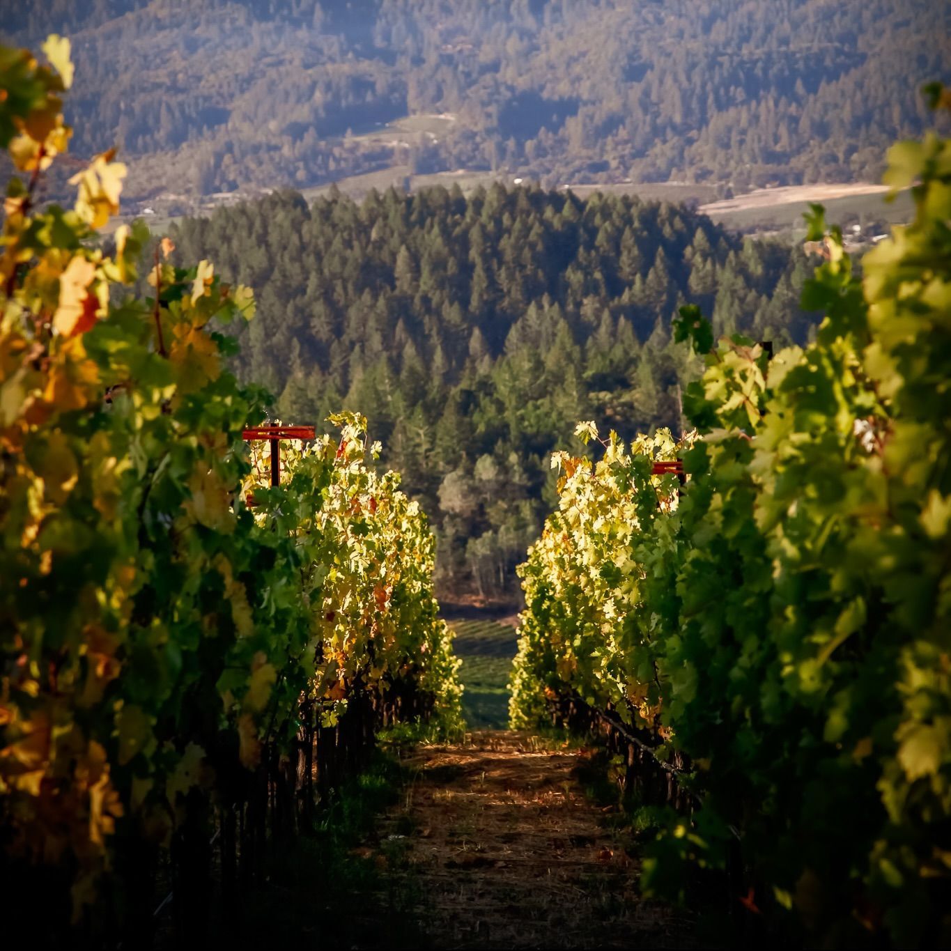 Vineyard rows lead to a view of a forest, sunlight filtering through green and yellow leaves.