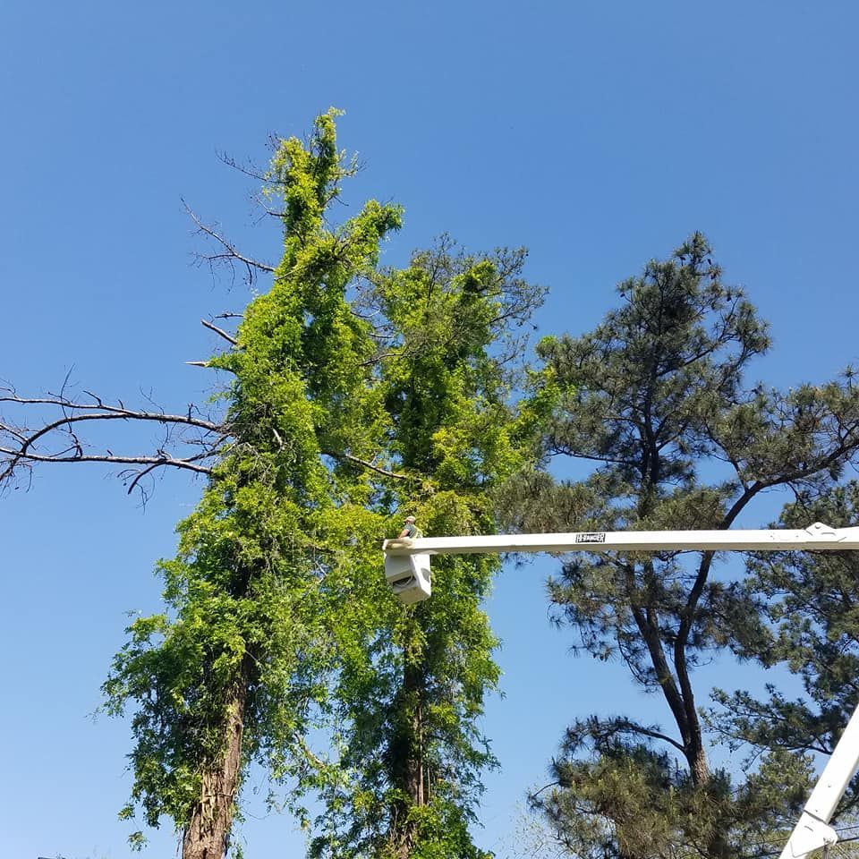 Land Clearing Services