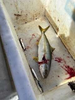 A freshly cut yellowtail fish lies in a white container, surrounded by blood and two small fish.