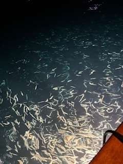 Many small, glowing eels in dark water.