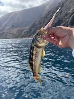 A person holding a small fish with a long, upward-pointing snout. Water and mountains are in the background.